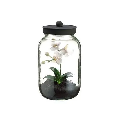 11.25" Artificial Mini White & Pink Phalaenopsis Orchid Silk Flower in Glass Terrarium Jar with Lid